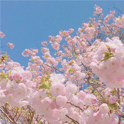 金秋时节果飘香 乡村振兴好“丰”光