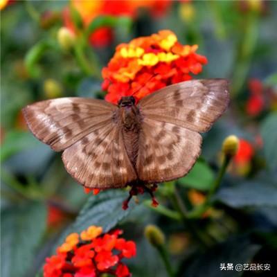 “人民出行”发挥平台管理优势积极参与行业抗疫工作