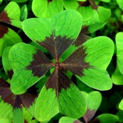 最好的滚球软件登录