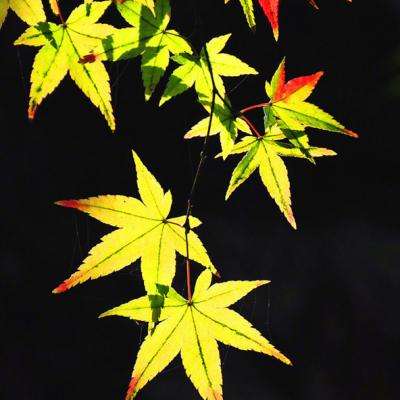 288彩票安卓版下载