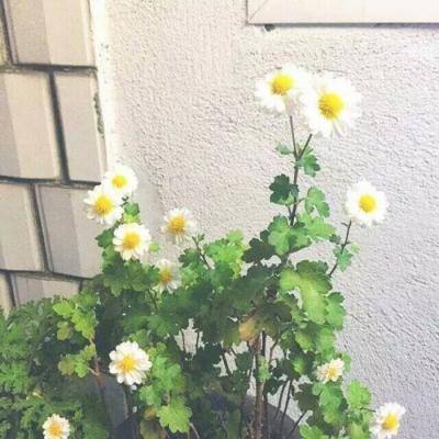 学生无法注册学籍或被返乡