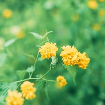 V2.6官方版本